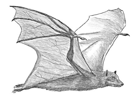 Bats of Madagascar