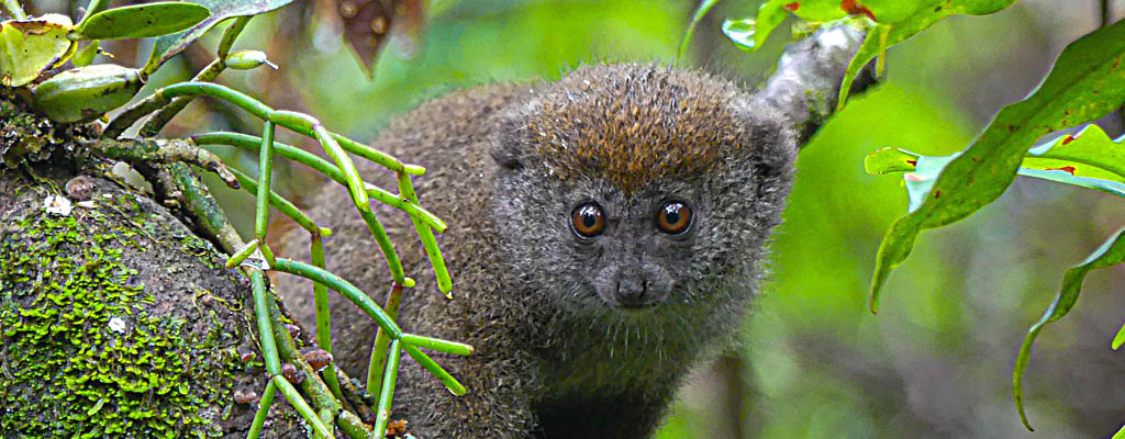 Lemurs- Hapalemur griseus Madagascar